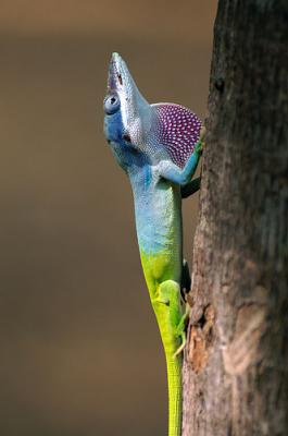 La fauna cubana,esa maravilla oculta